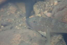 Слика од Rhinogobius similis Gill 1859