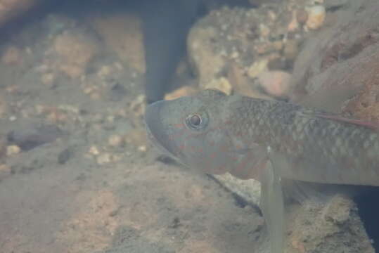 Image of Amur goby