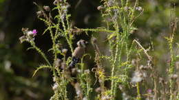 Image of European Goldfinch