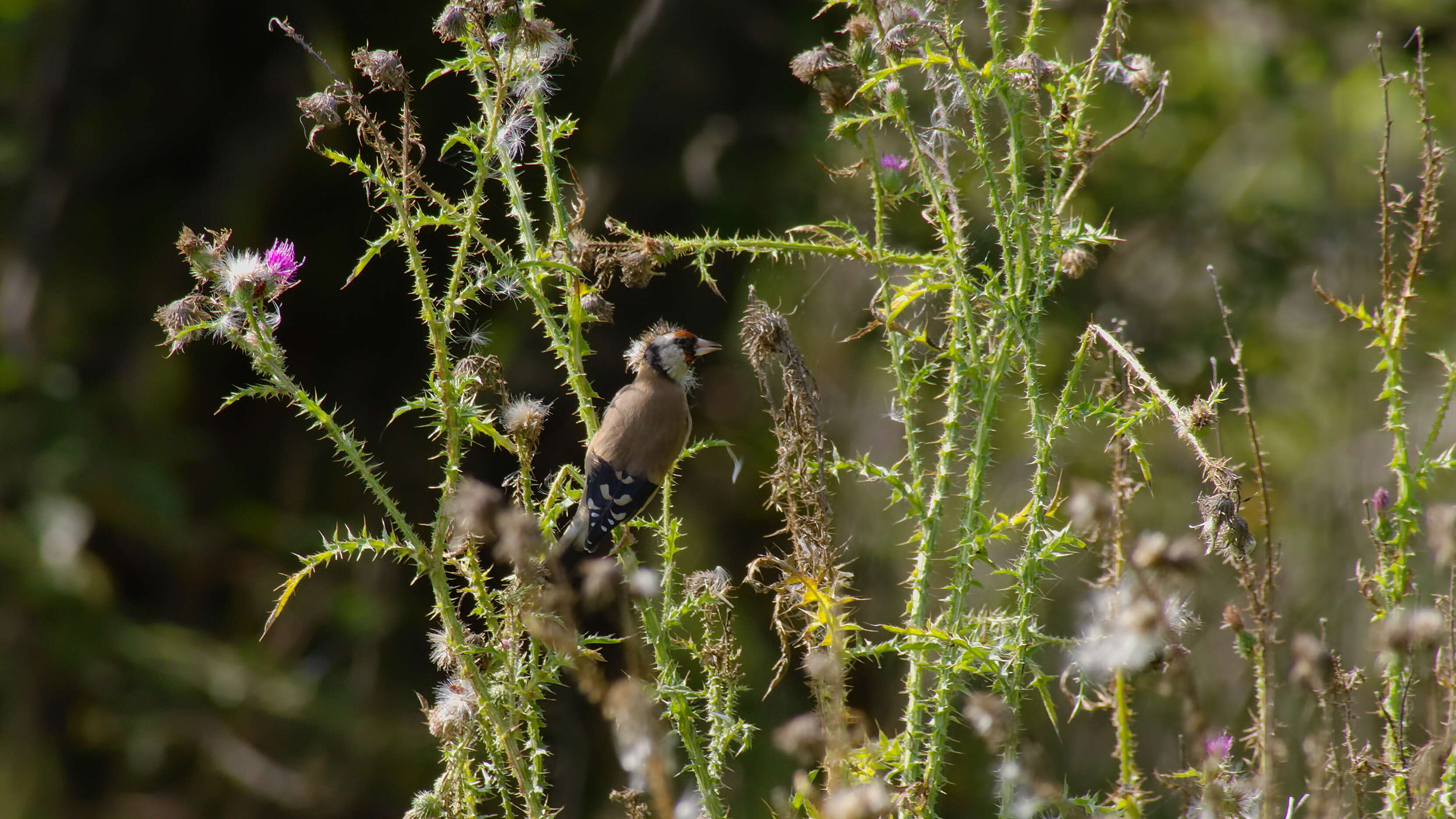 Image of European Goldfinch