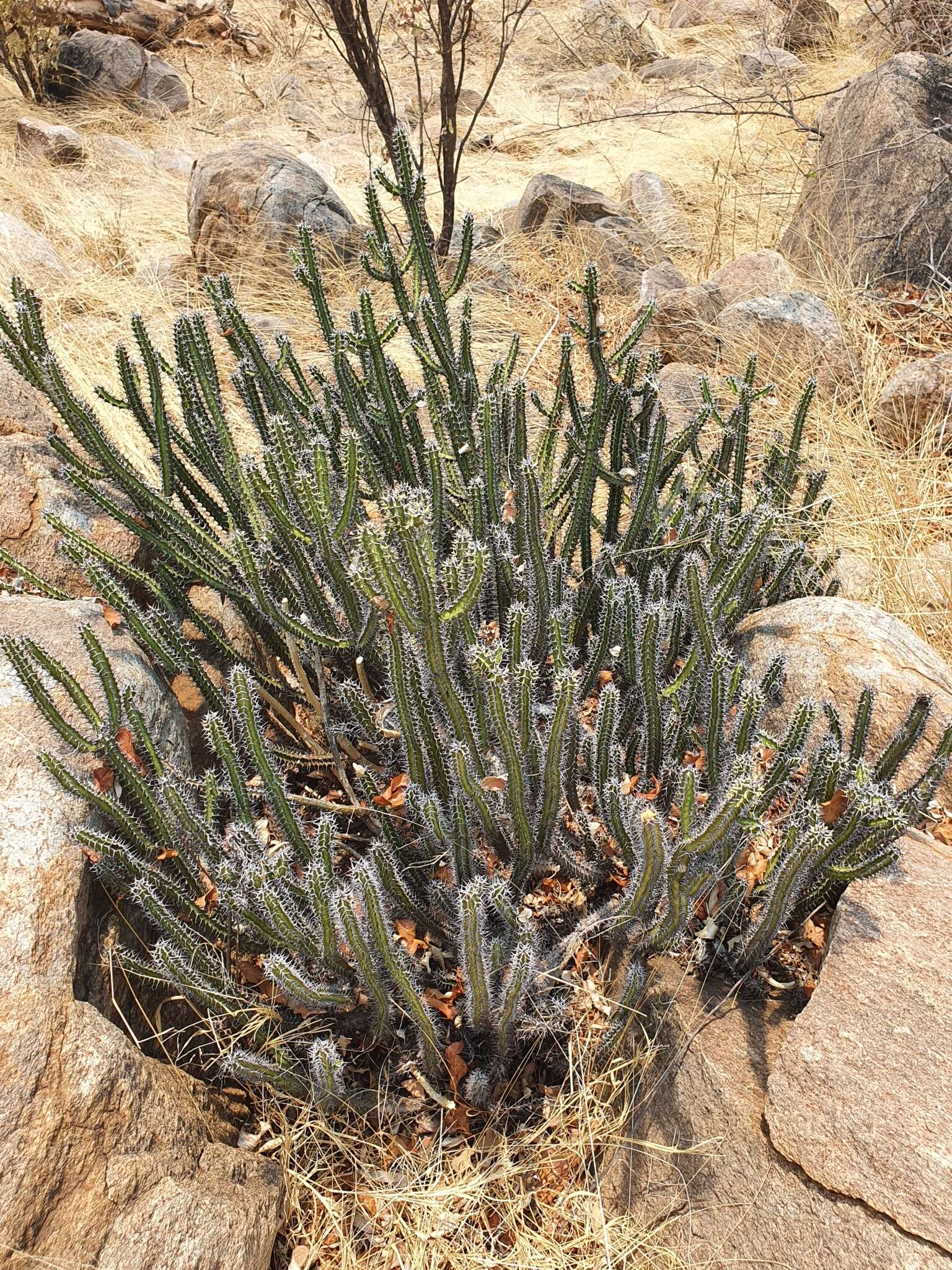 Image of Euphorbia griseola subsp. griseola