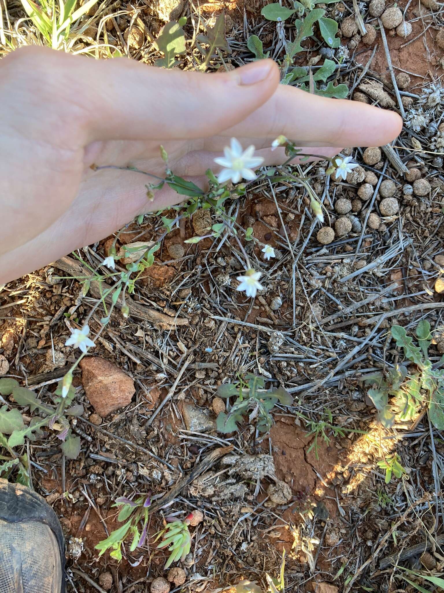 Image of Rhodanthe stricta (Lindl.) P. G. Wilson