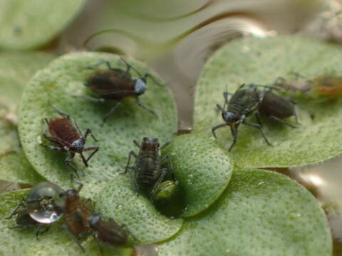 Image of Water lily aphid