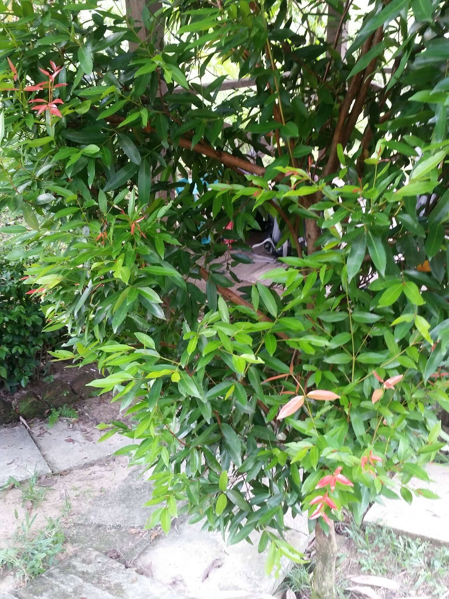 Image of Syzygium myrtifolium Walp.