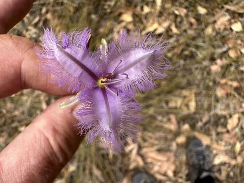 Image of Thysanotus sparteus R. Br.