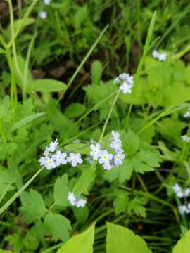 Image de Myosotis decumbens Host