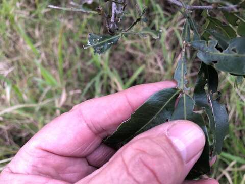 Atalaya salicifolia (DC.) Bl.的圖片