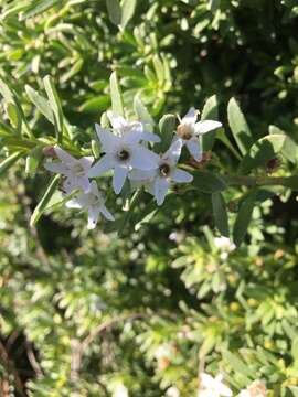 Myoporum parvifolium R. Br.的圖片