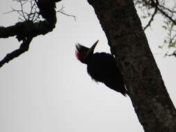 Image of Cream-backed Woodpecker