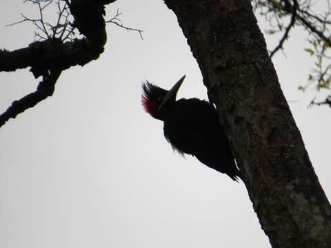 Image of Cream-backed Woodpecker