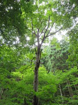 Plancia ëd Pterocarya rhoifolia Sieb. & Zucc.