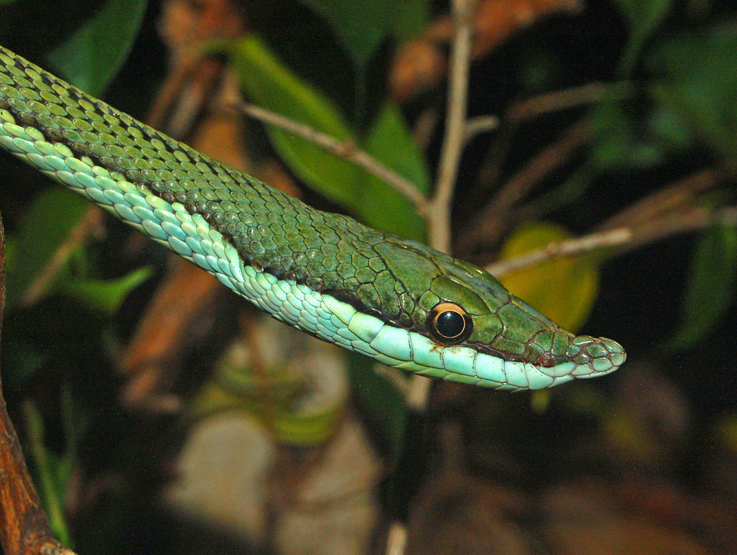 Image of Baron's Green Racer