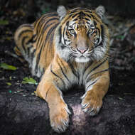 Image of Tiger