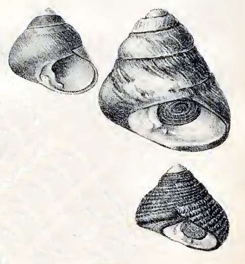 Image of Black Top Shell