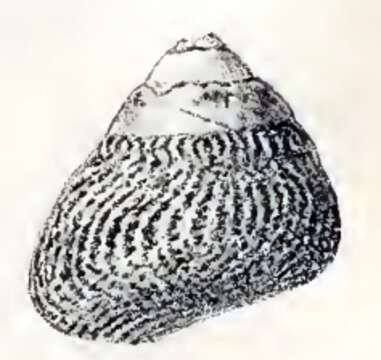 Image of Tegula gallina (Forbes 1852)