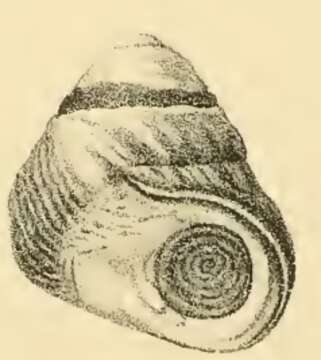 Image of Tegula gallina (Forbes 1852)
