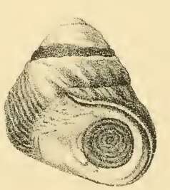 Image of Tegula gallina (Forbes 1852)
