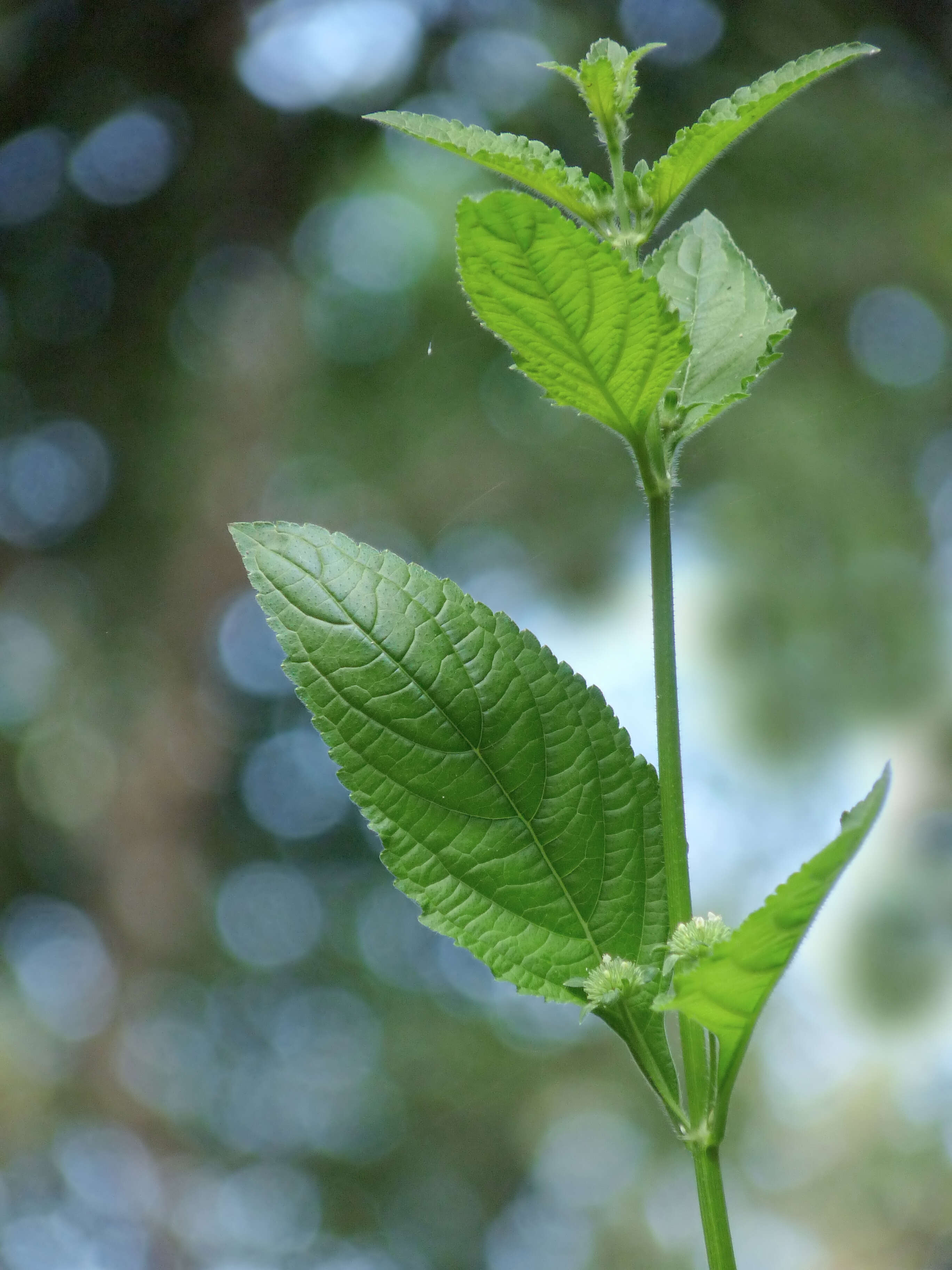 Image of false ironwort