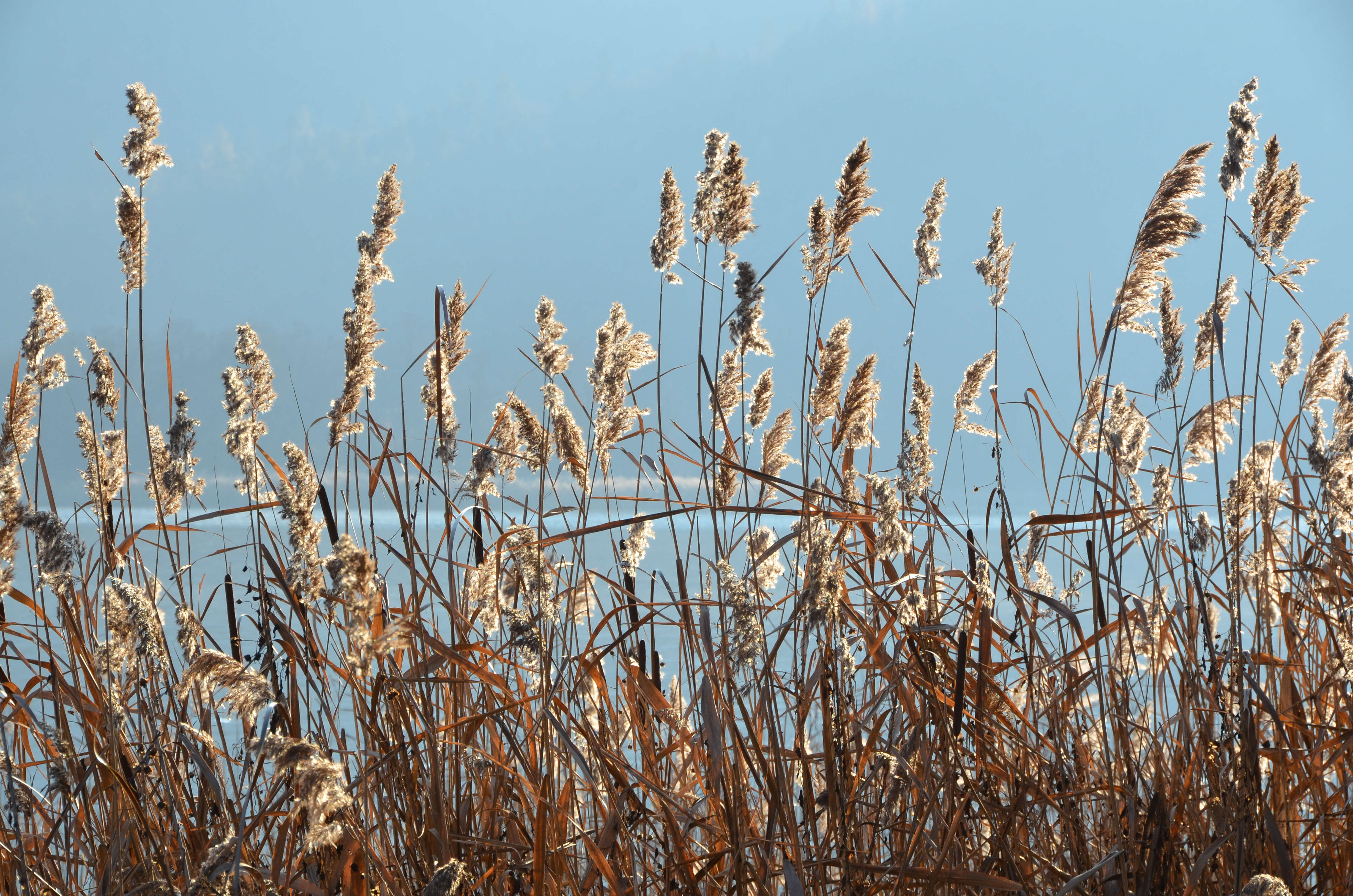 Image of Lesser Bulrush