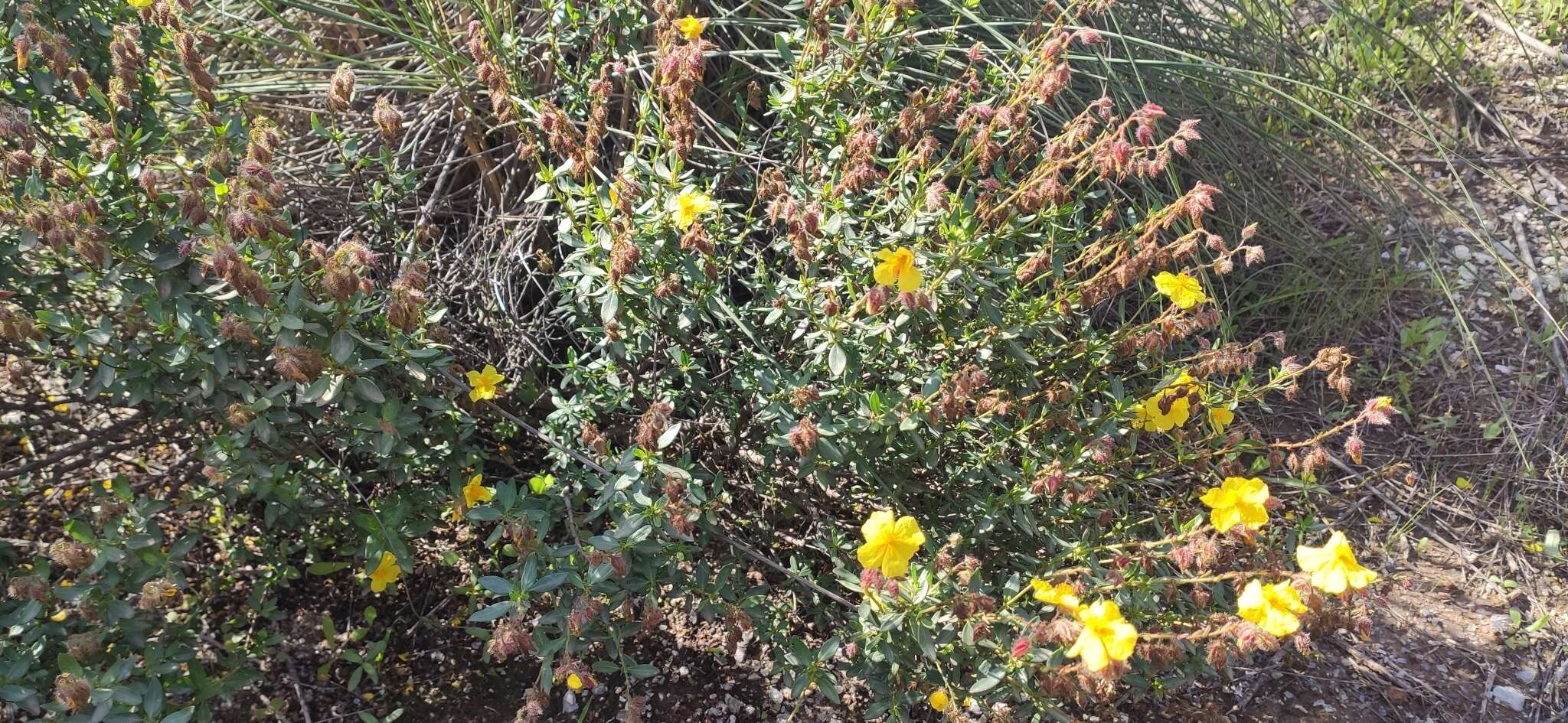 Helianthemum alypoides Losa Espana & Rivas Goday resmi