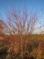 Image of bloodtwig dogwood