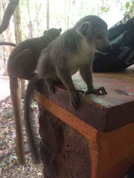 Image of Crowned Lemur