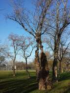 Image of Black Poplar