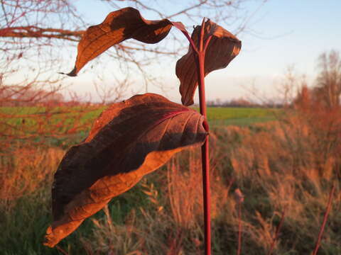 Image of bloodtwig dogwood