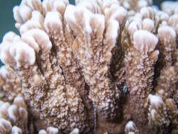 Image of pore coral