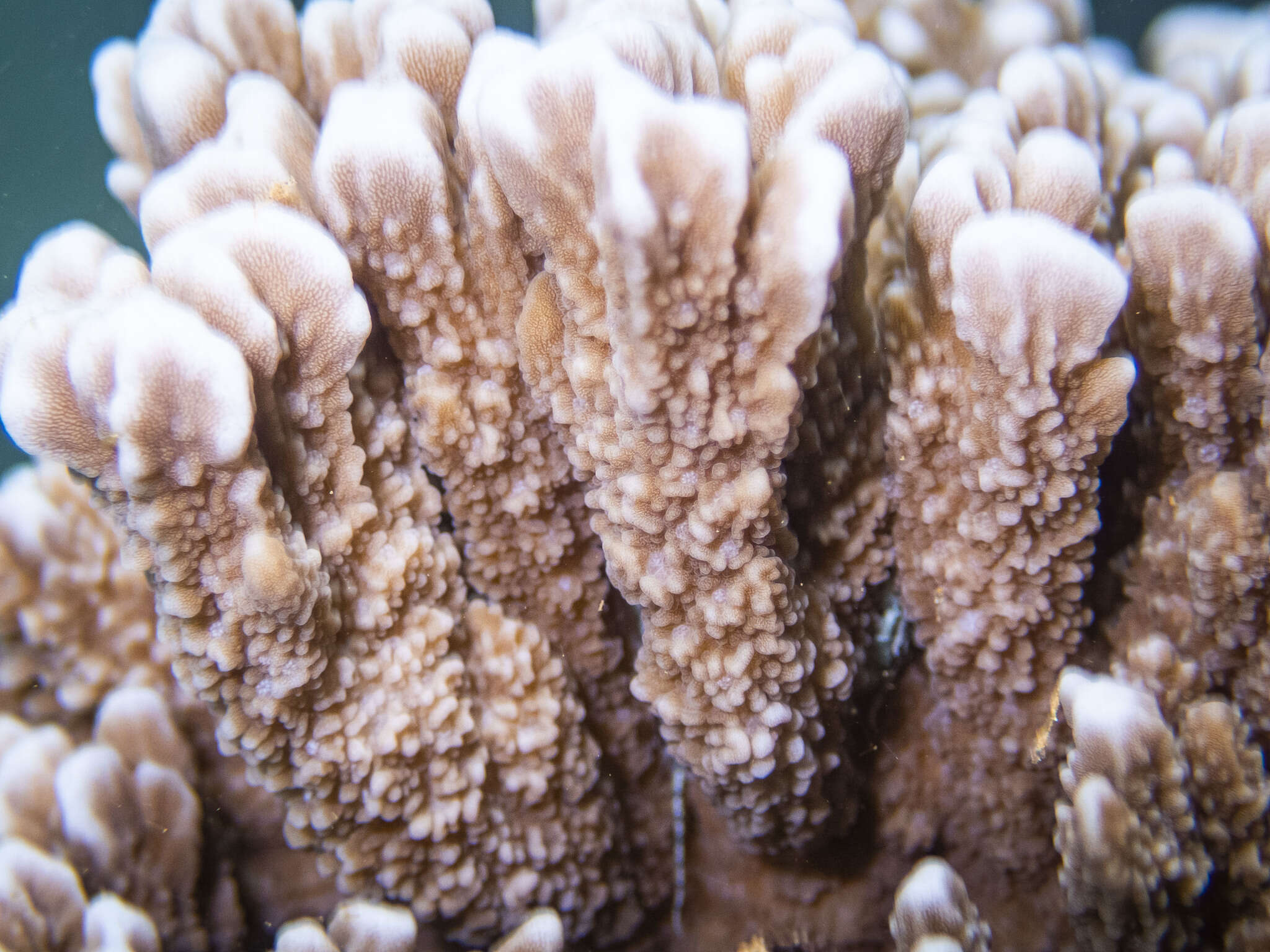 Image of pore coral