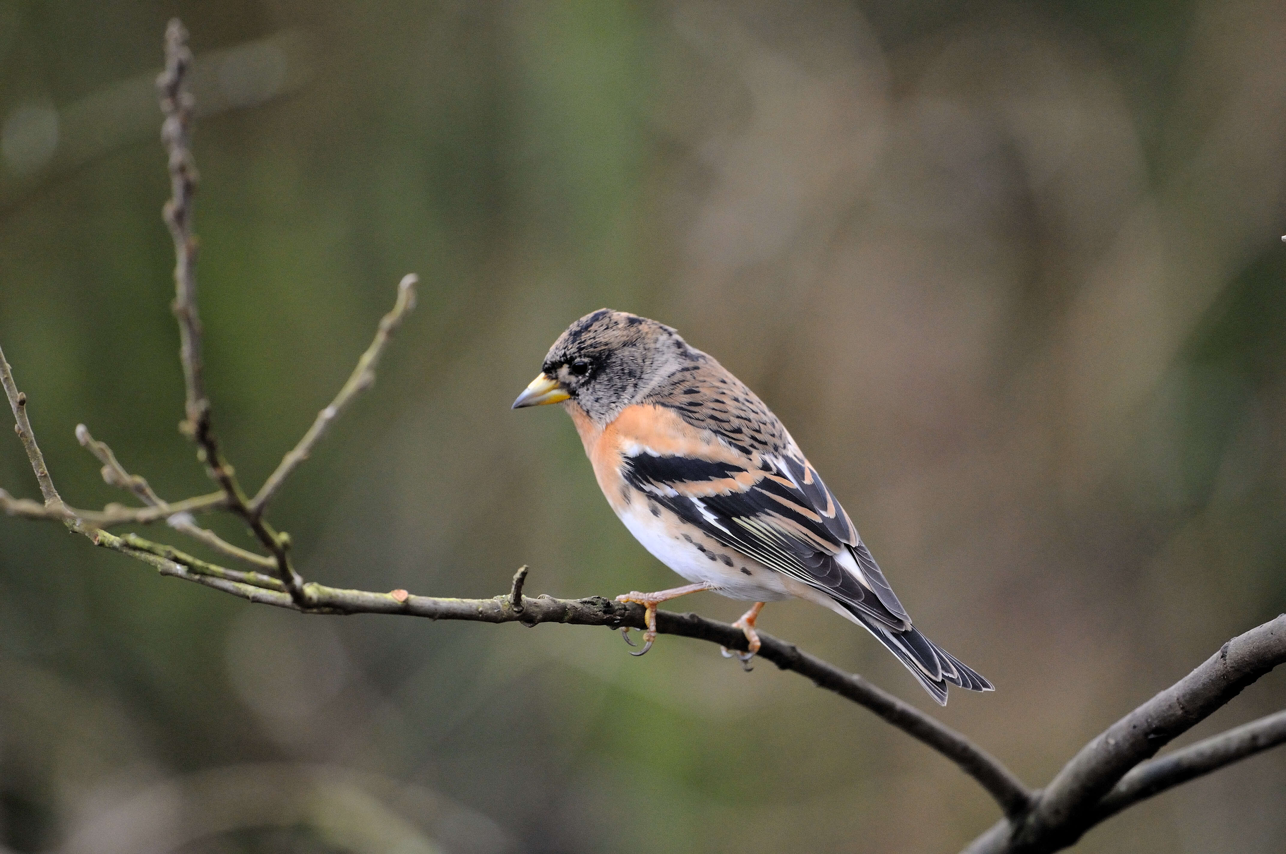 Imagem de Fringilla montifringilla Linnaeus 1758