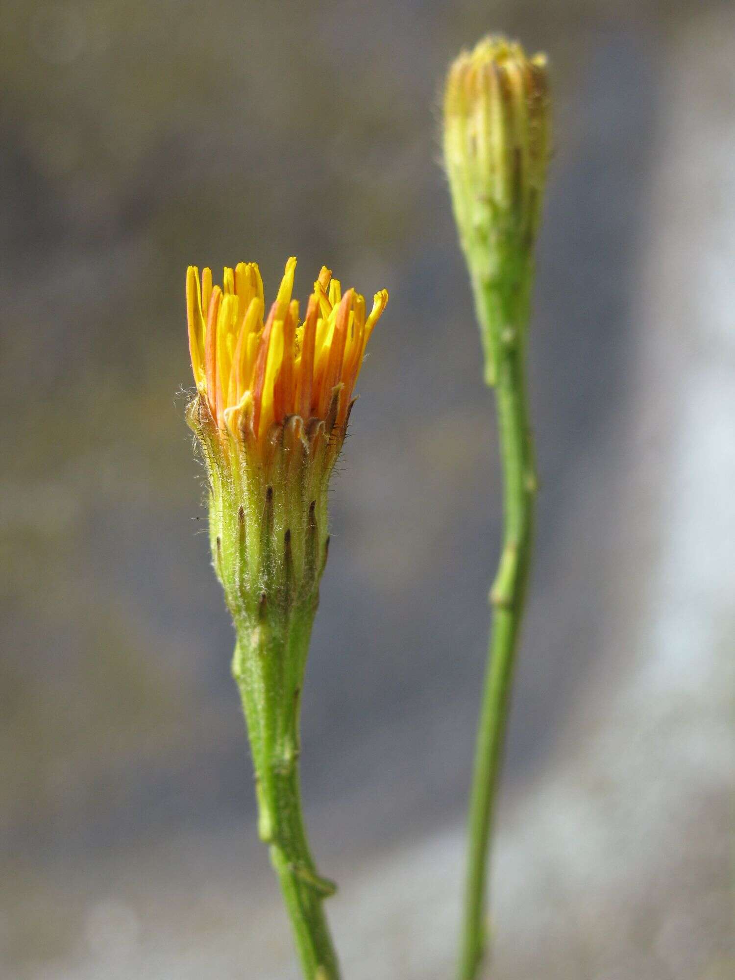 Image of fall dandelion