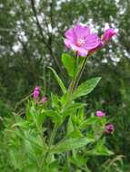 Слика од Epilobium hirsutum L.