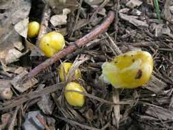 Image of Yellow Fieldcap