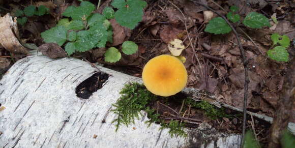 Image de Pluteus variabilicolor Babos 1978