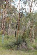 Image of Xanthorrhoea semiplana F. Muell.