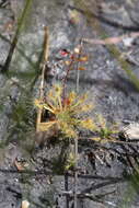 Image of Drosera dichrosepala subsp. enodes (N. Marchant & Lowrie) Schlauer