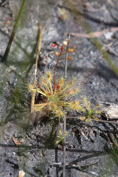 Image de Drosera dichrosepala subsp. enodes (N. Marchant & Lowrie) Schlauer