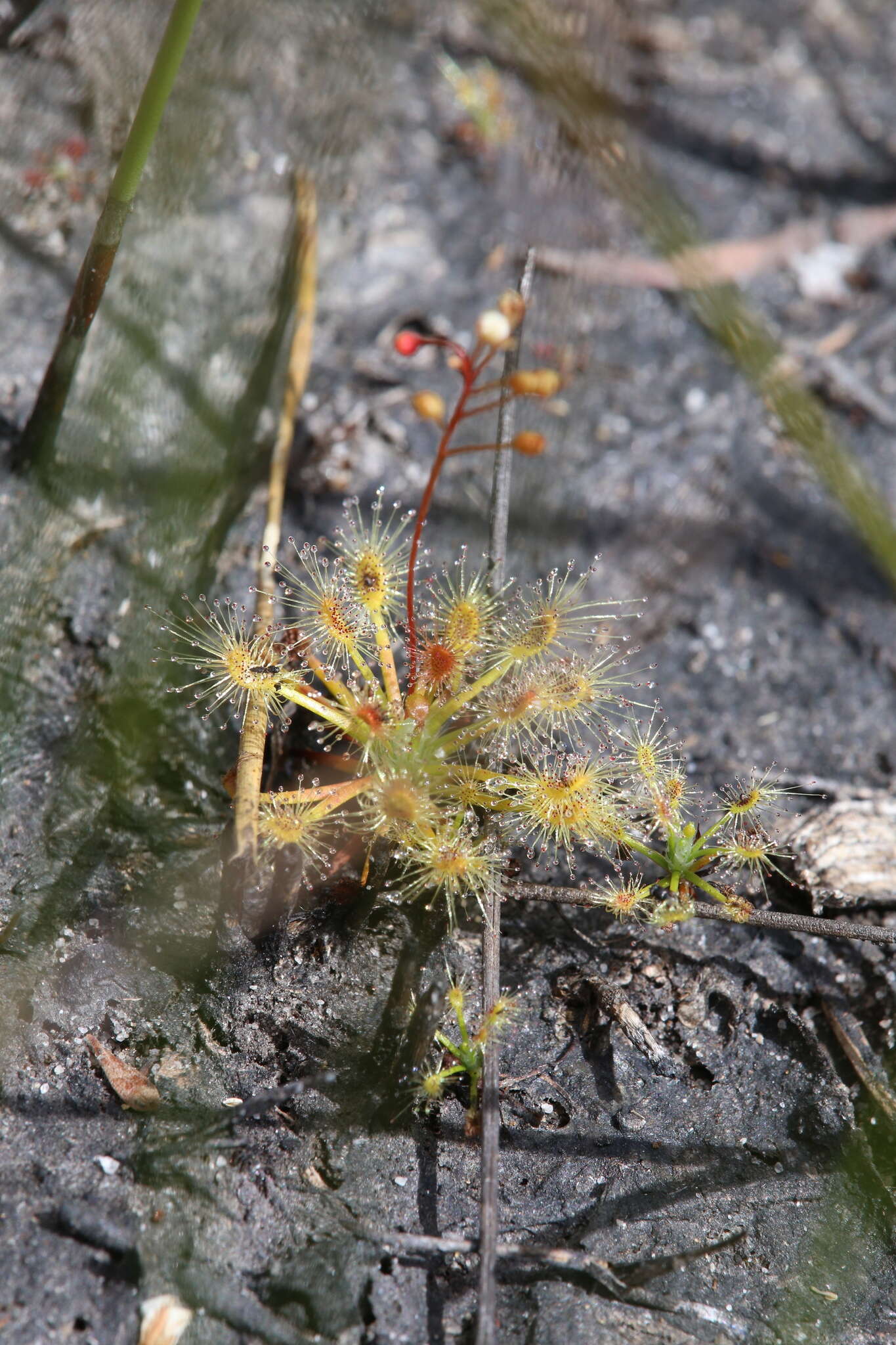 صورة Drosera dichrosepala subsp. enodes (N. Marchant & Lowrie) Schlauer