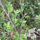 Image of Chenopodium candolleanum subsp. candolleanum