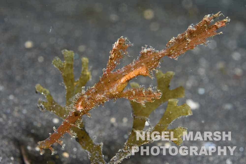 Image of Hairy ghost pipefish