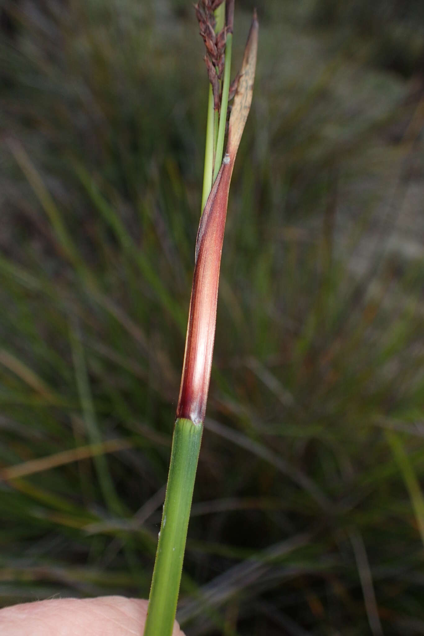 Imagem de Lepidosperma oldfieldii Hook. fil.