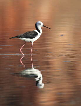 Image of Pied Stilt