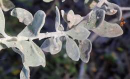 Image of Eremophila forrestii subsp. forrestii