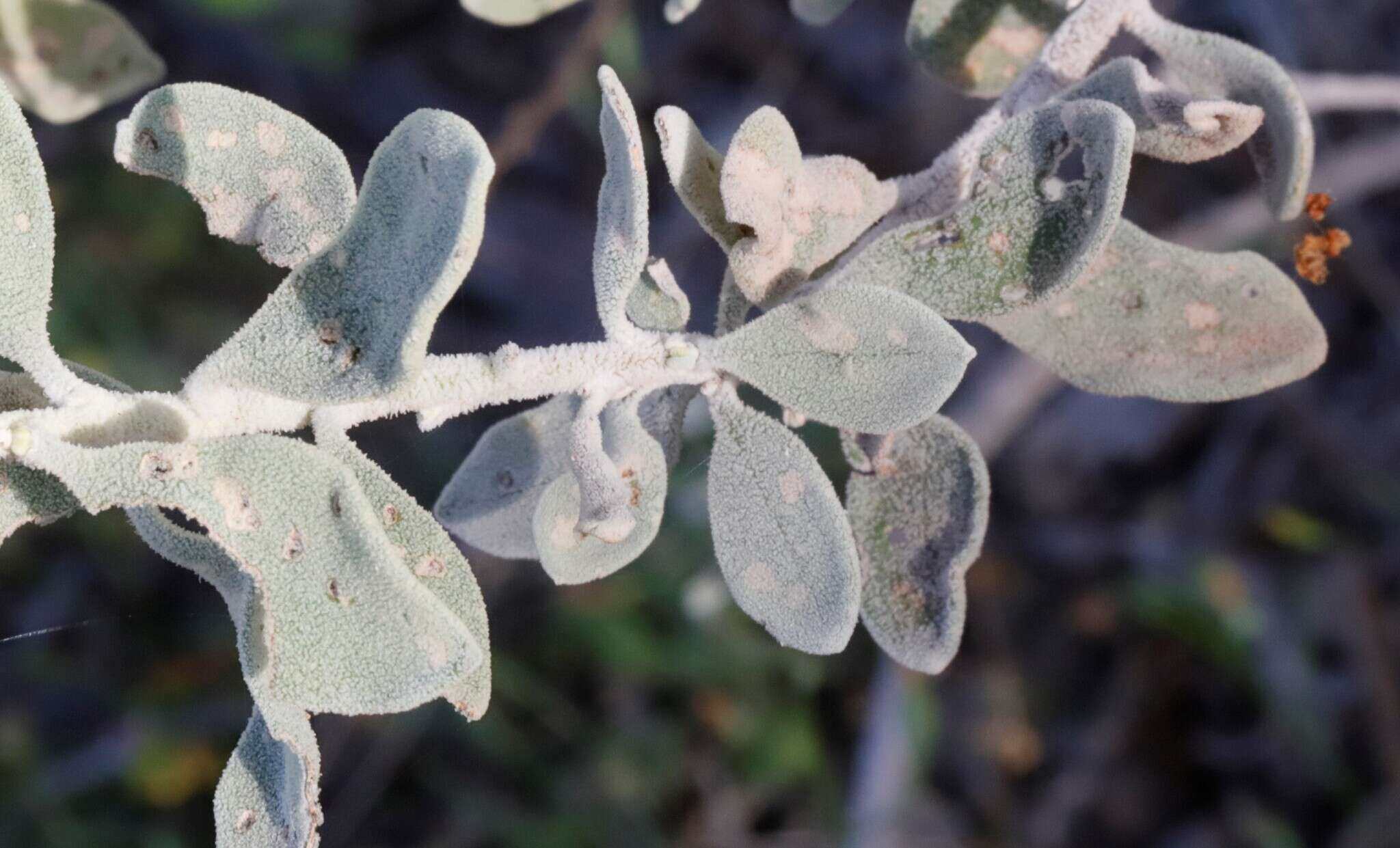 Imagem de Eremophila forrestii subsp. forrestii