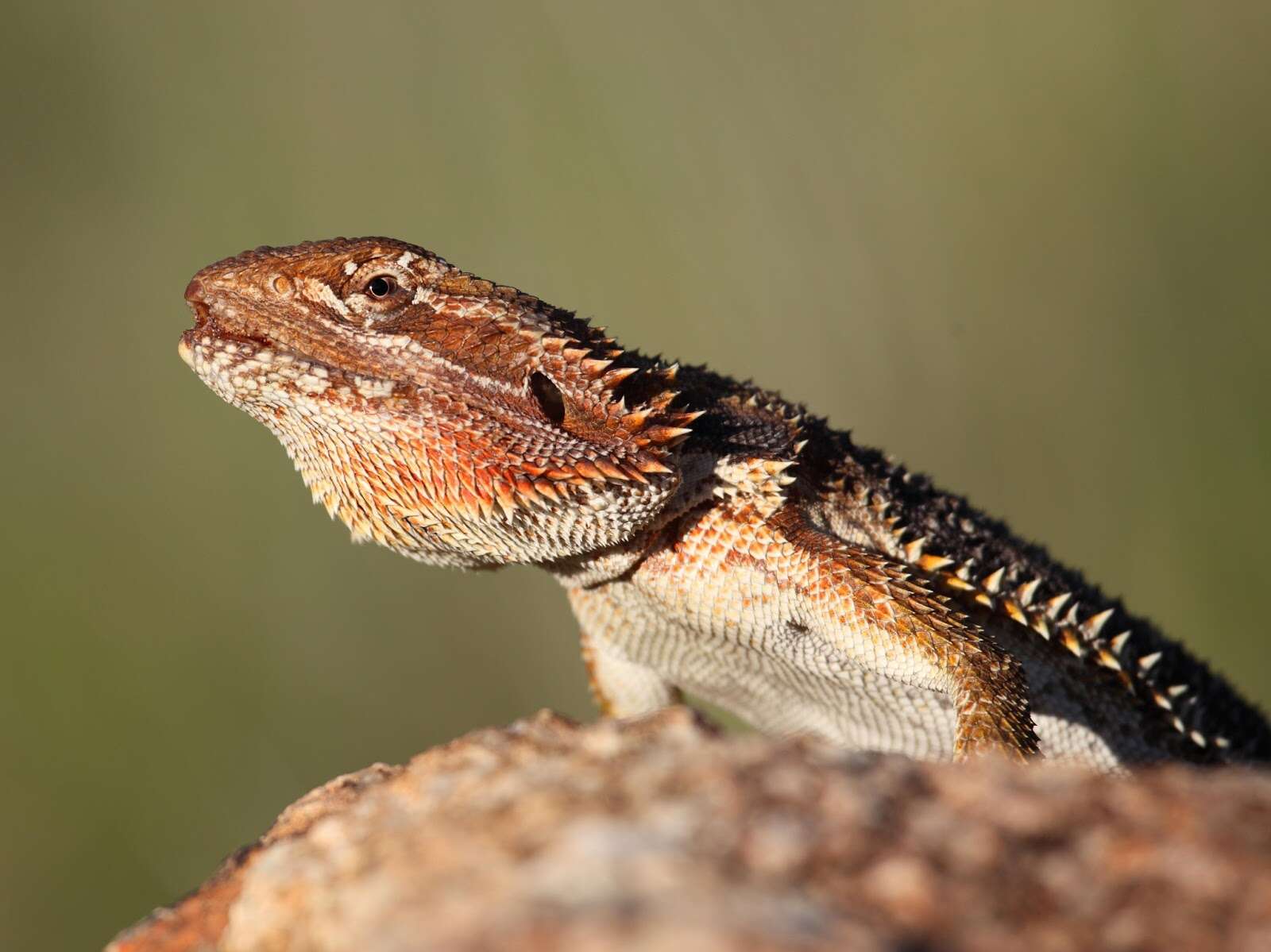 Image of Central bearded dragon