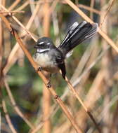 Image of Grey Fantail