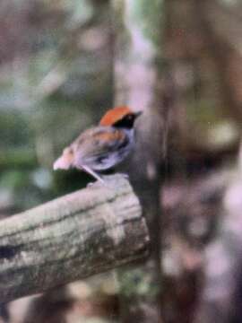 Image of Black-cheeked Gnateater