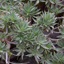 Image of Echium nervosum Dryand. ex Ait.