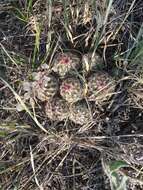 Image de Echinocereus viridiflorus subsp. viridiflorus